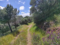 Flora del Cerro Masatrigo